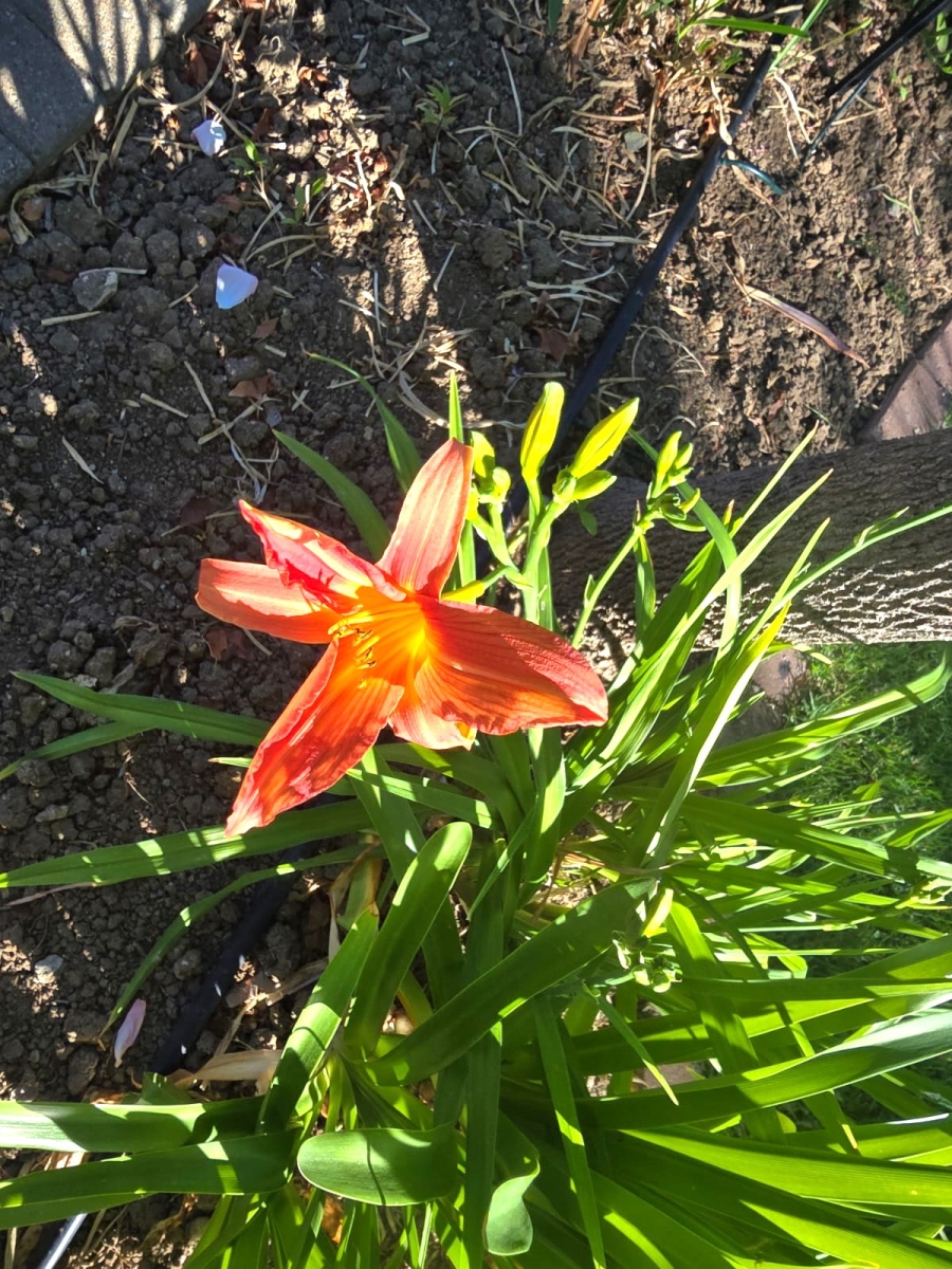 3 Bedroom Property for Sale in Wellington North Western Cape